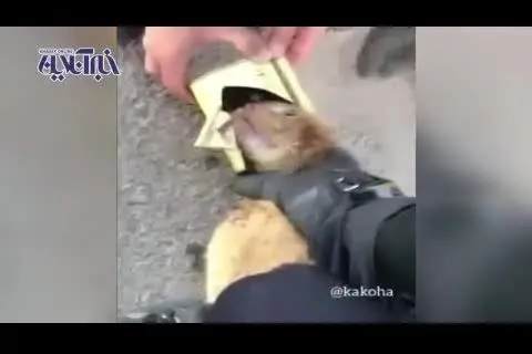 نجات گربه بازیگوش توسط آتش‌نشانی + ویدئو