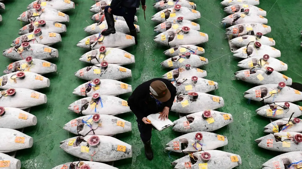 بازار ماهی در ژاپن+عکس