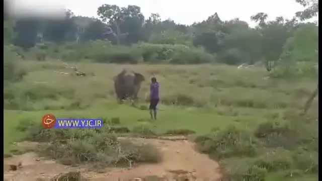 حمله مرگبار فیل به یک مرد + ویدئو