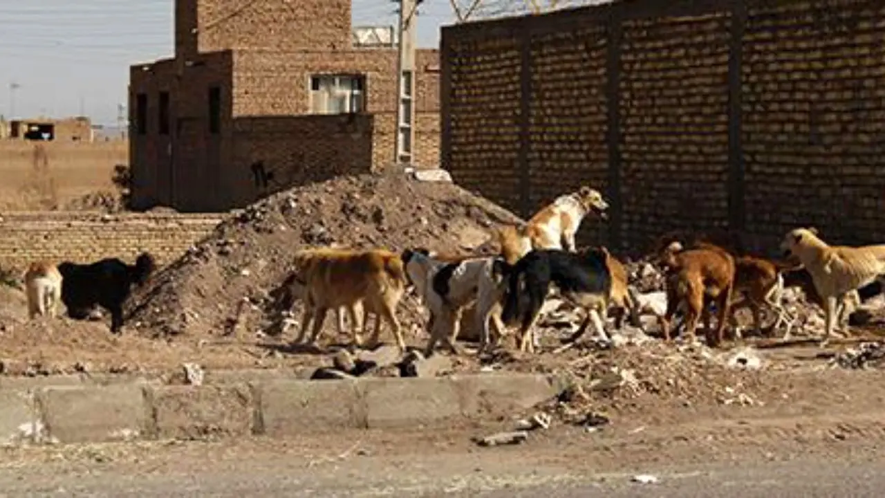 جمعیت سگ‌های ولگرد در کرمان بالا رفته است