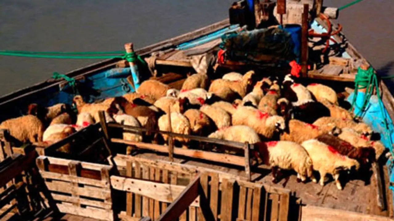 صادرات دام زنده به کشورهای حاشیه خلیج فارس/ فروش گوشت وارداتی ارزان قیمت به نرخ گزاف به مردم