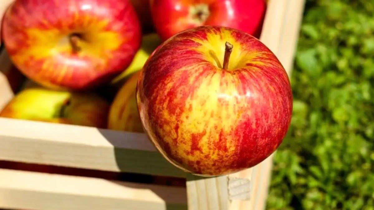 ذخیره 25 هزار تن سیب درختی برای تنظیم بازار شب عید