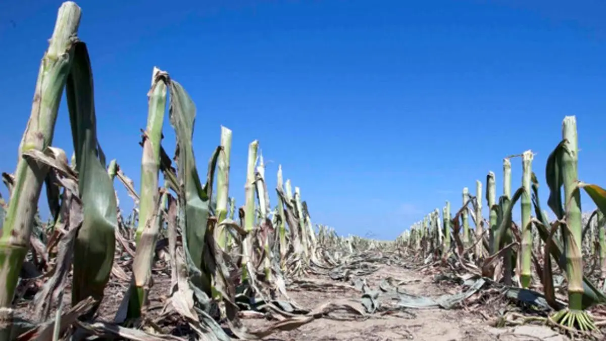 خسارت 20 هزار میلیارد تومانی خشکسالی به کشاورزان