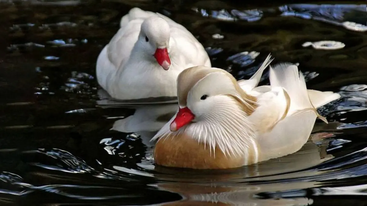 زیباترین اردک سفید دنیا + تصاویر