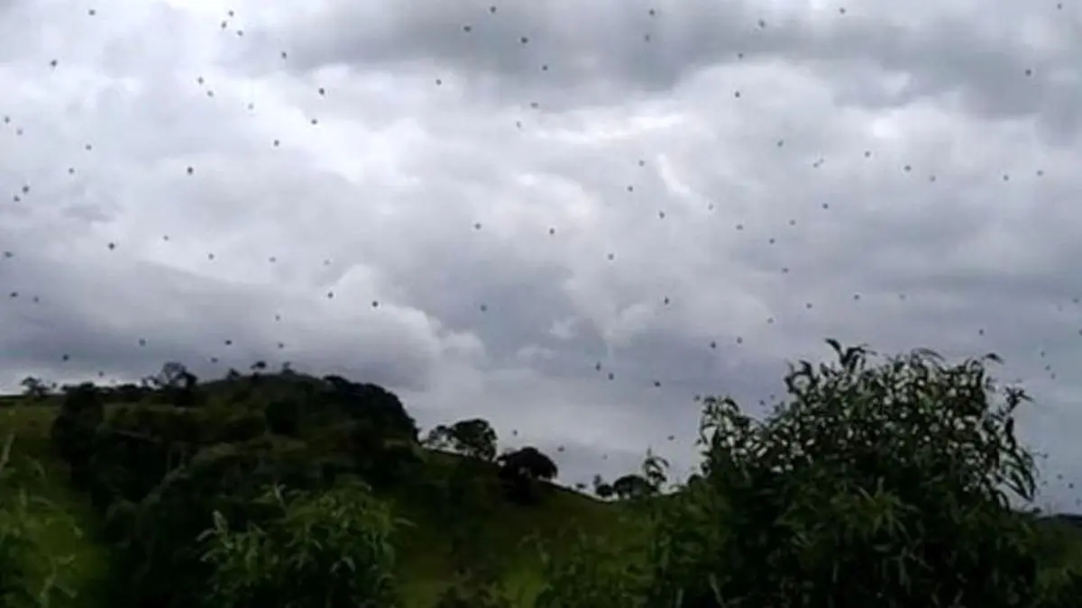 باران عنکبوت در برزیل! + تصاویر