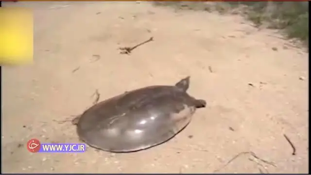 لاک‌پشت دونده + ویدئو