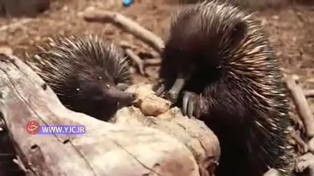 تلاش مسئولان یک باغ و‌حش برای خنک کردن حیوانات + ویدئو