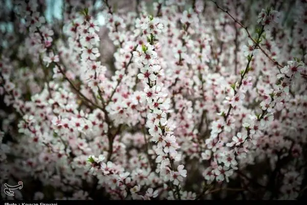 شکوفه‌های بهاری در سنندج
