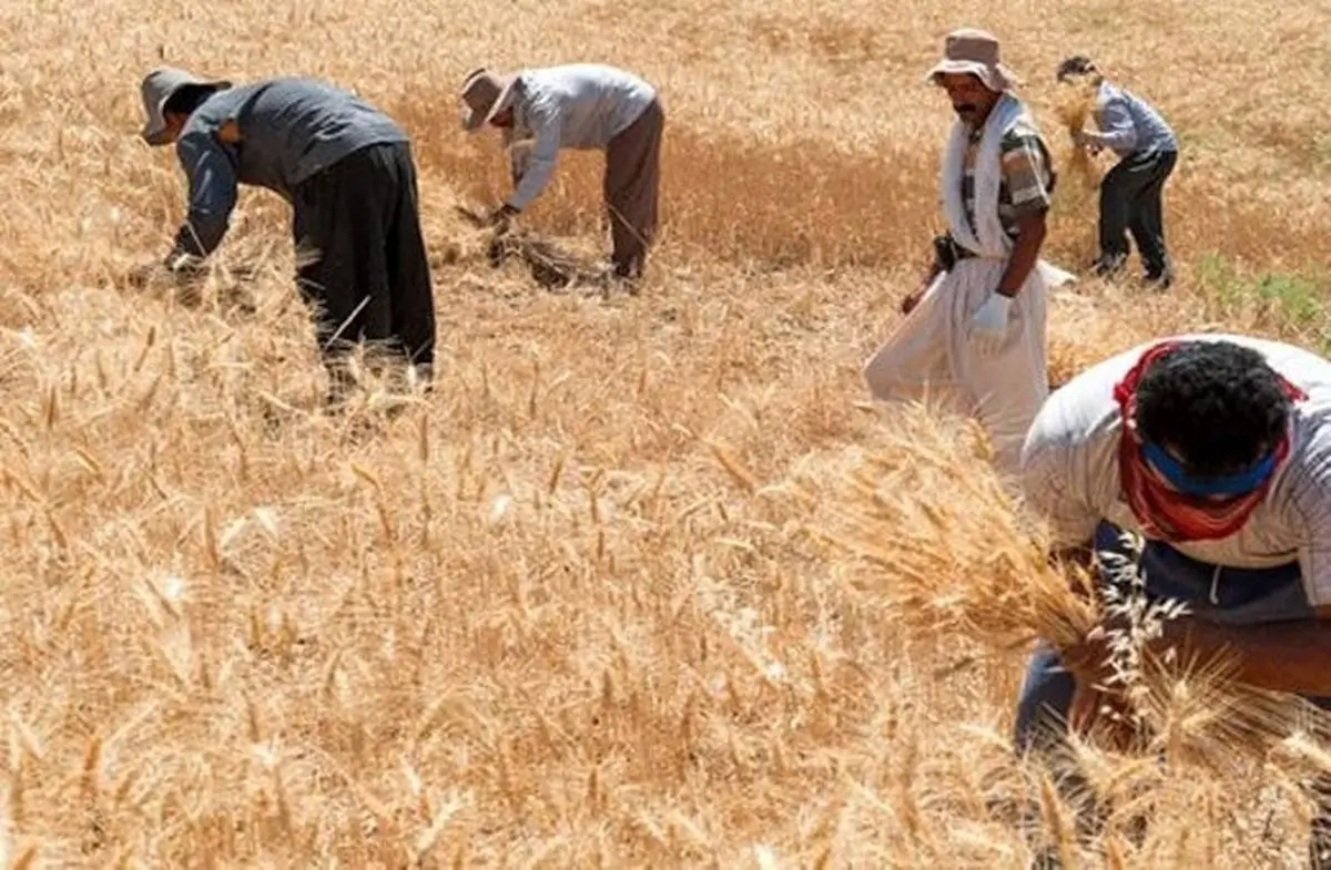 خبر خوش برای کشاورزان: بدهی دولت به گندمکاران تا ۱۰ روز آینده پرداخت می‌شود