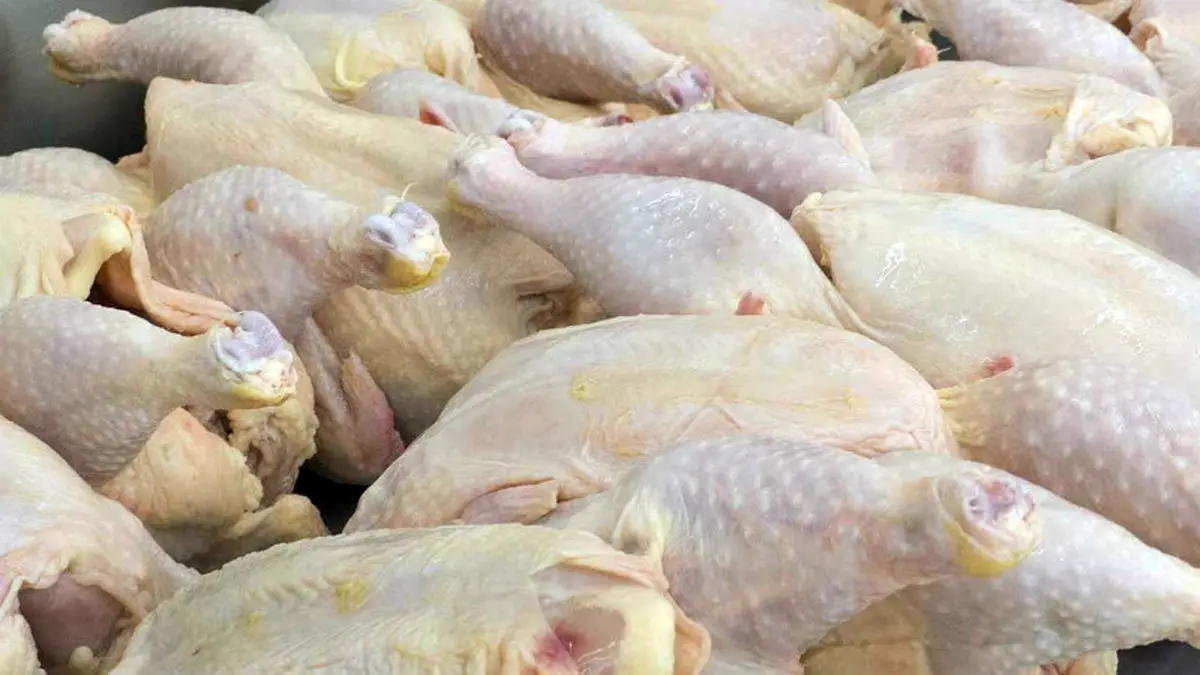 عرضه مرغ ۷۳۵۰ در بازار خرده‌فروشی
