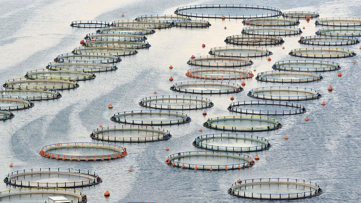 پرورش ماهی در قفس، نیازمند سرمایه‌گذاری‌ در ساخت تجهیزات