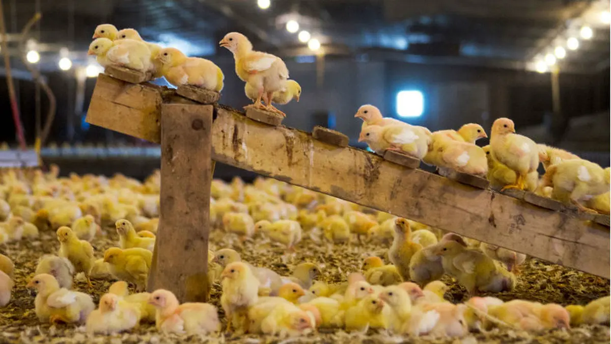 واردات تخم‌مرغ نطفه‌دار دردی از مرغداران دوا نمی‌کند/ نرخ هر قطعه جوجه یکروزه 2500 تومان