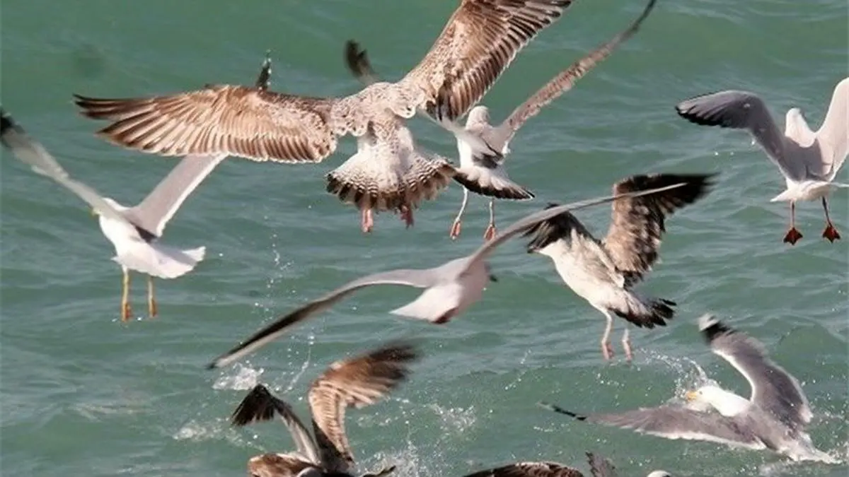 وضعیت آنفلوانزای پرندگان در حاشیه دریاچه خلیج‌فارس/ تمام کشور به یک اندازه در معرض خطر است