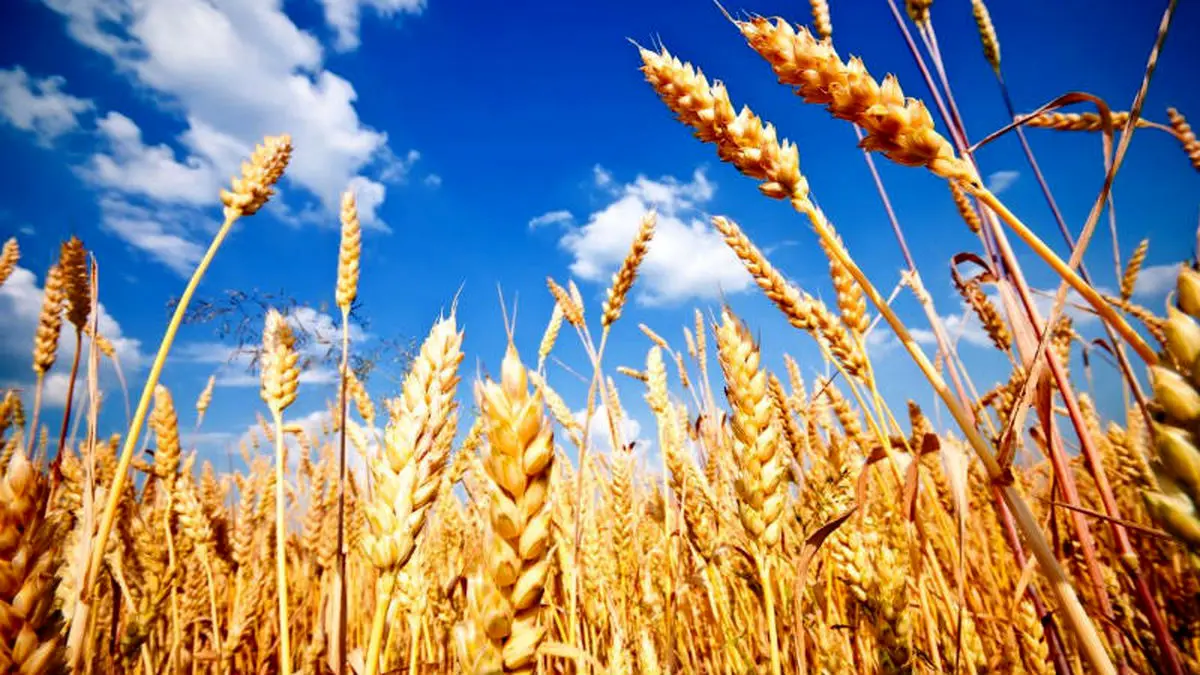 تولید حدود صد درصد بذر محصول استراتژیک گندم در داخل کشور