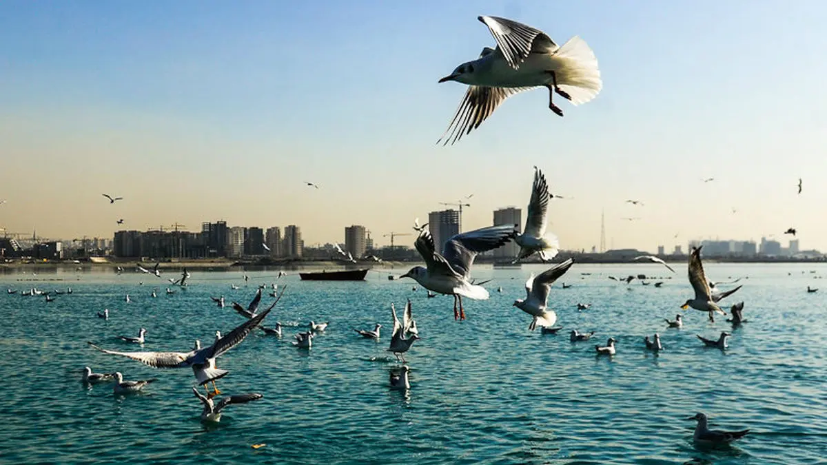 مشاهده ۳ لاشه پرنده مبتلا به آنفلوانزا در اطراف دریاچه چیتگر تهران/ شهروندان تلفات مشکوک پرندگان وحشی را گزارش کنند