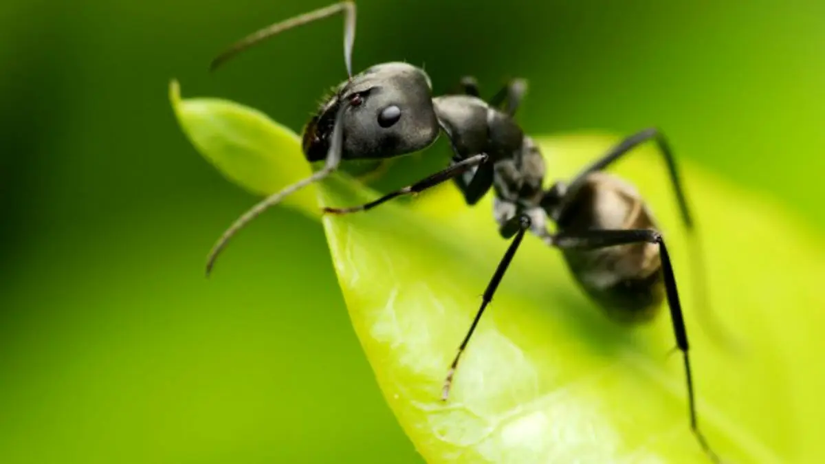 روش جالب مورچه‌ها برای درمان زخم