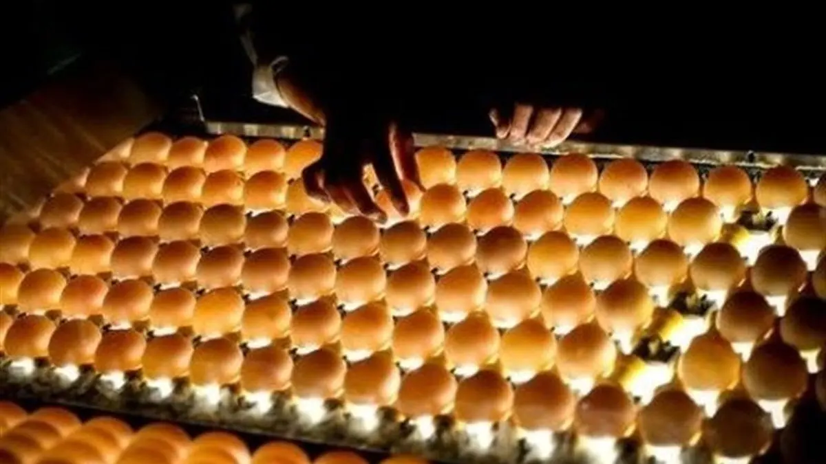 هشدار اتحادیه پرنده و ماهی در مورد صعود دوباره قیمت تخم‌مرغ