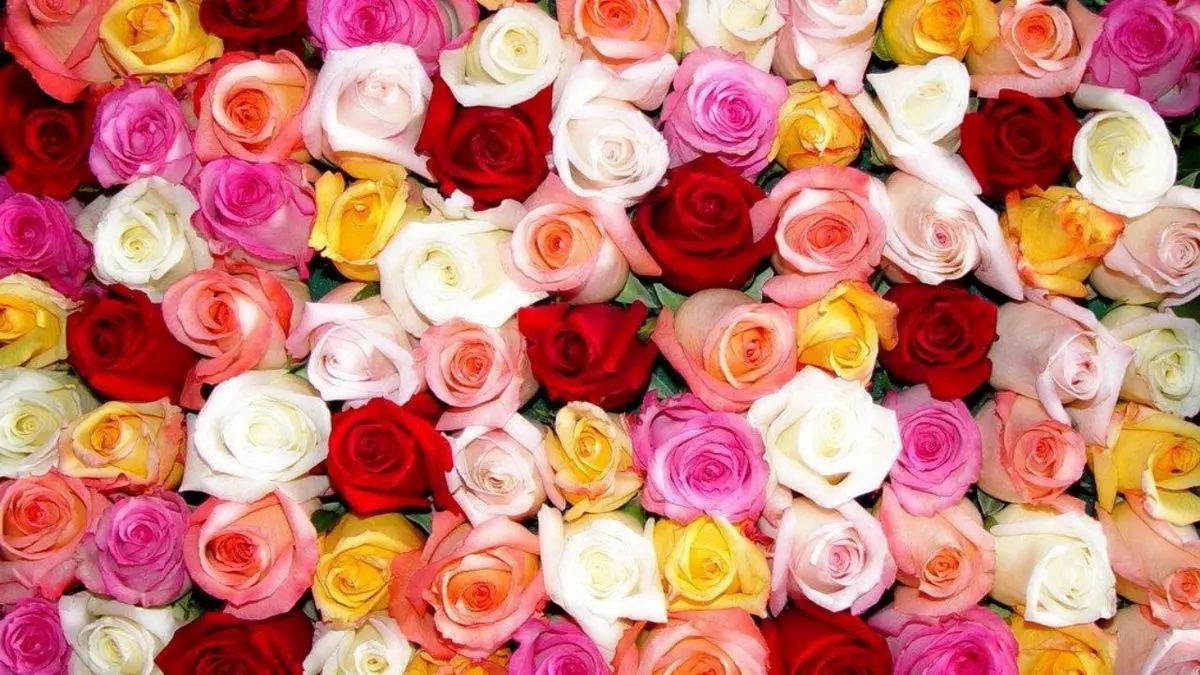 گل رز به شاخه‌ای 11 هزار تومان رسید/ افزایش 50 درصدی قیمت گل در روز زن