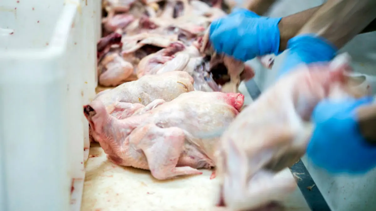 کاهش قیمت مرغ در بازار خرده‌فروشی