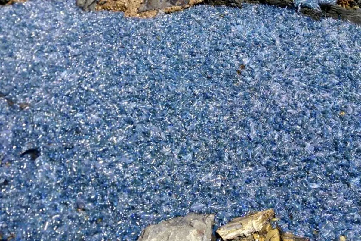 دورهمی عروس‌های دریایی کنار صخره‌های استرالیا
