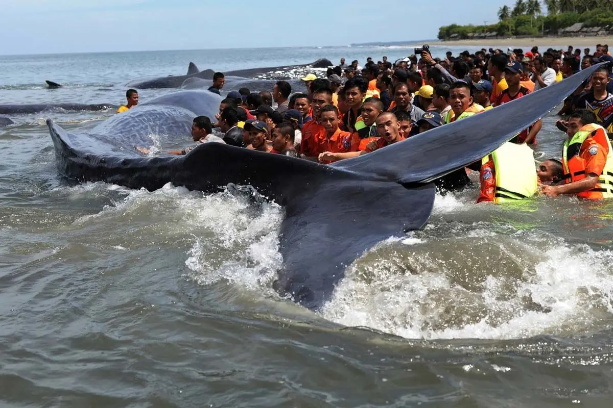 نجات ۶ نهنگ به‌گل‌نشسته در سواحل اندونزی