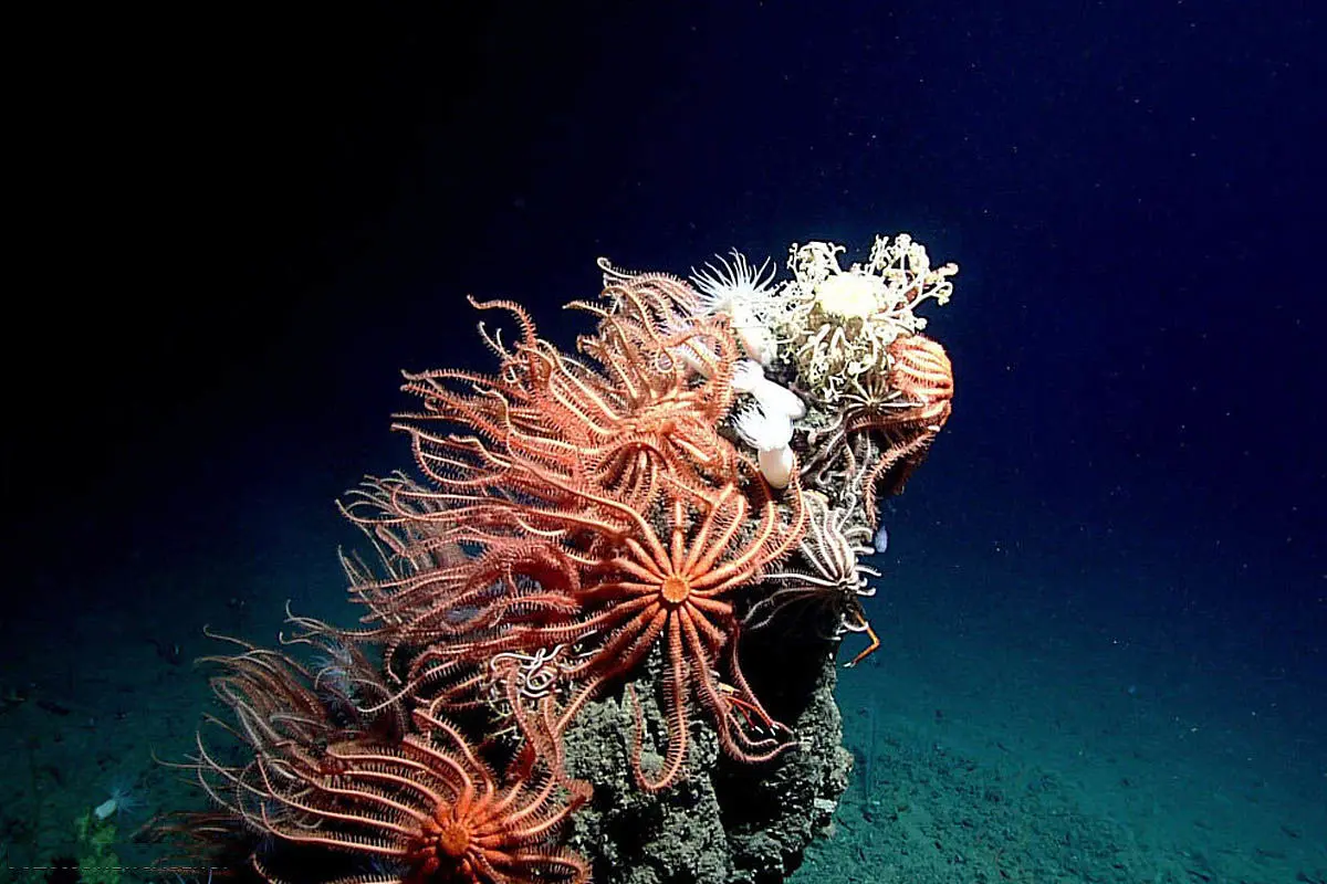 گونه‌های حیات در اعماق خلیج مکزیک‎