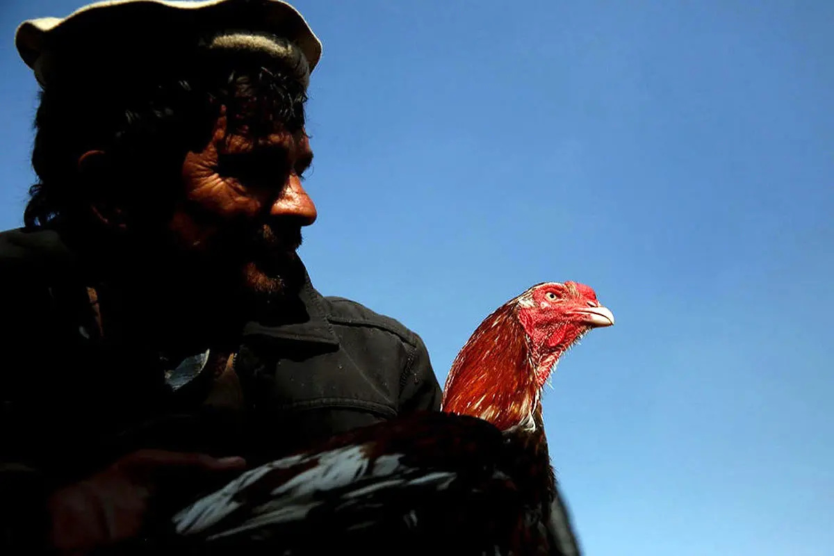 بازار پرندگان در کابل‎