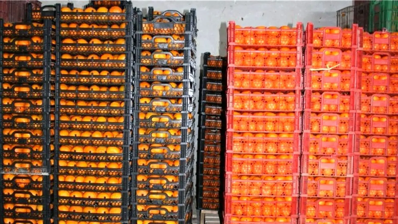 آغاز توزیع میوه‌های دولتی برای عید