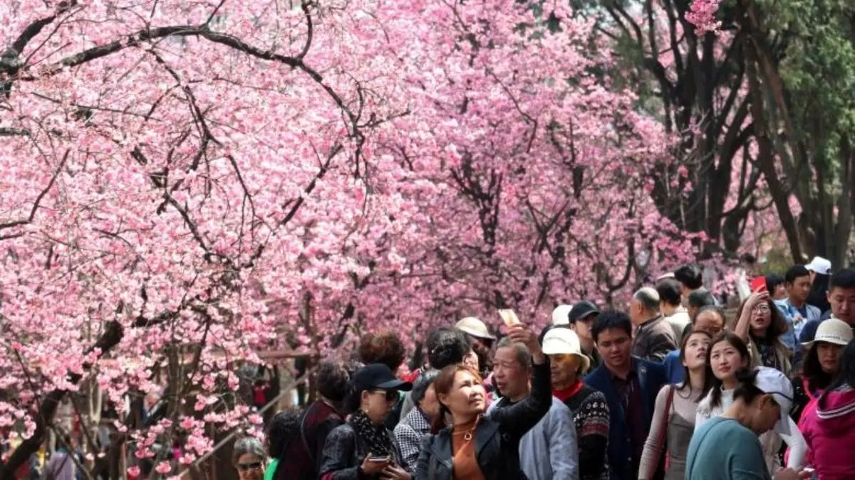 عکس| شکوفه‌های بهاری در چین، ژاپن و اسپانیا