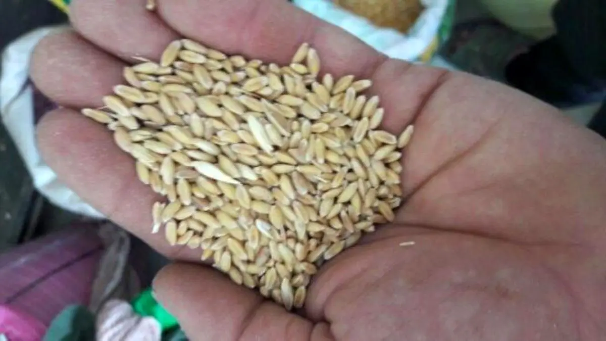 توزیع بذر گندم نامرغوب در فاریاب کرمان مشکل ساز شد