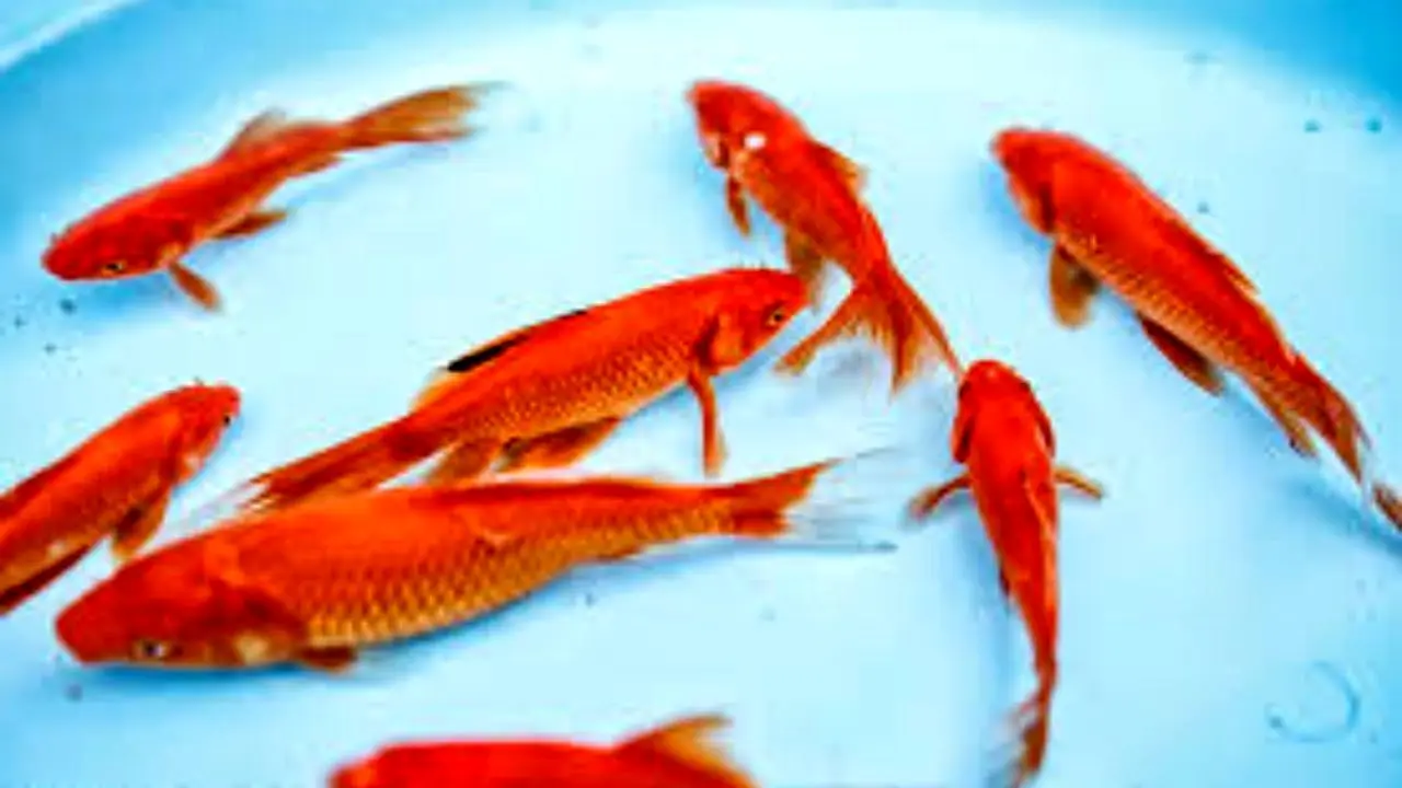 خطر ماهی قرمز برای کودکان