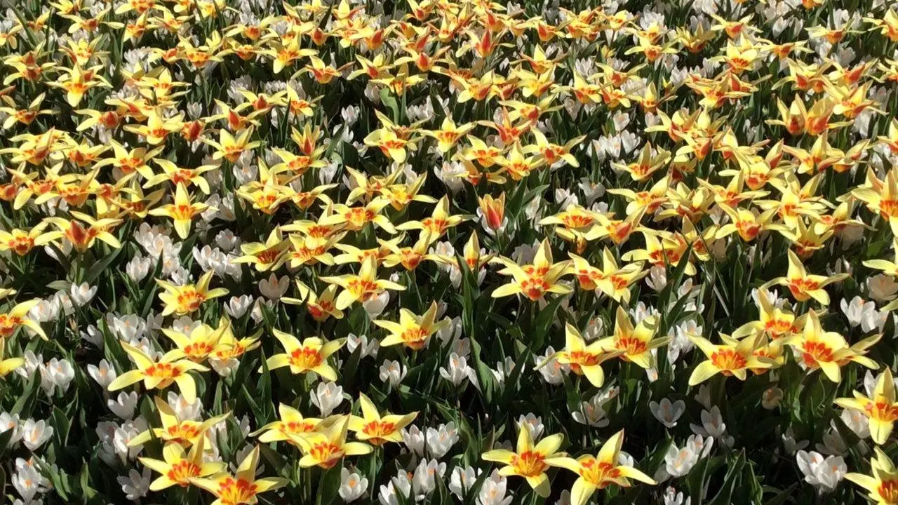 بهار در باغ گل کوکنهوف آمستردام