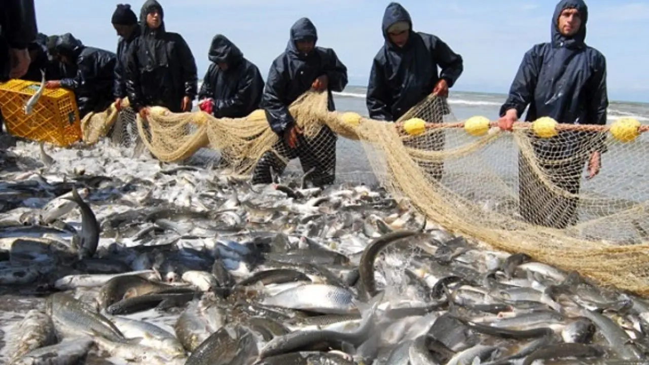 پایان صیدماهیان استخوانی با صید2700 تن ماهی در استان مازندران