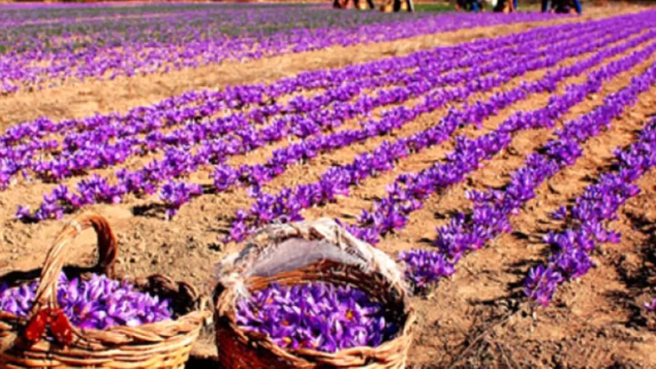 تولید 1100 کیلوگرم زعفران در گلستان