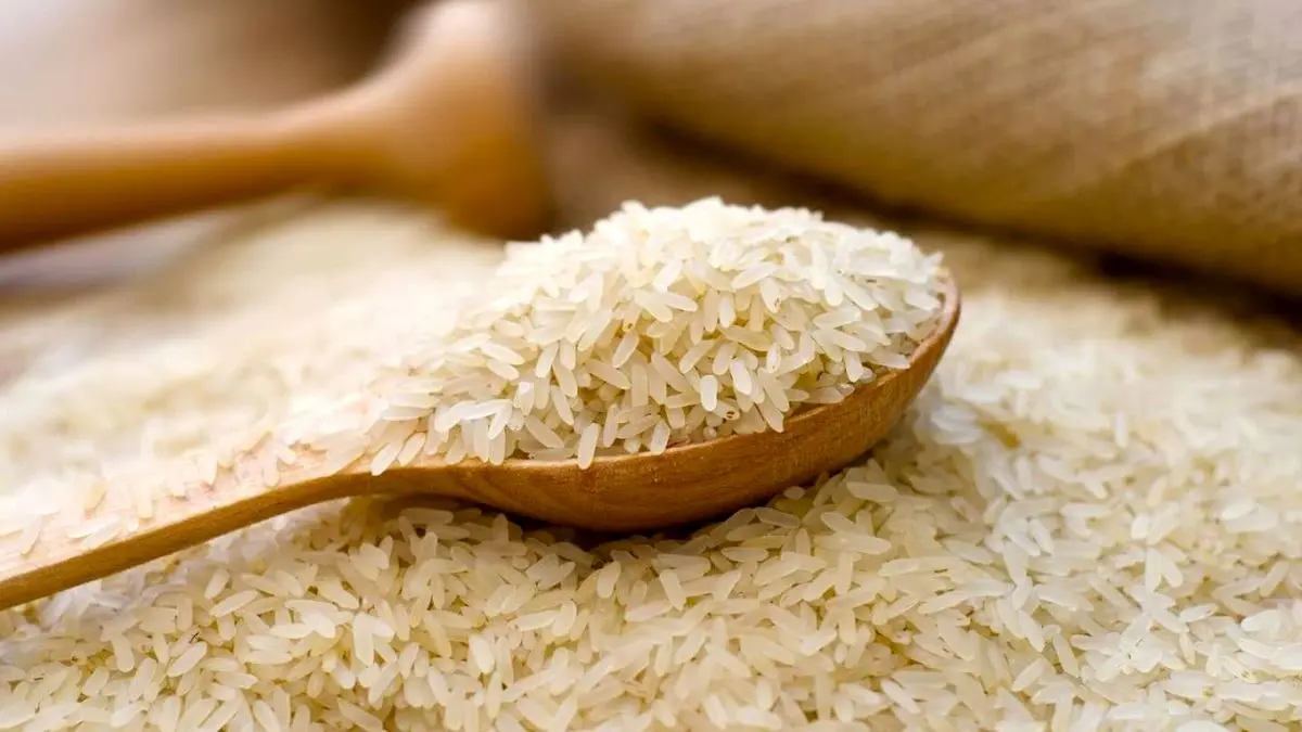 تولید برنج 10 درصد افزایش می‌یابد