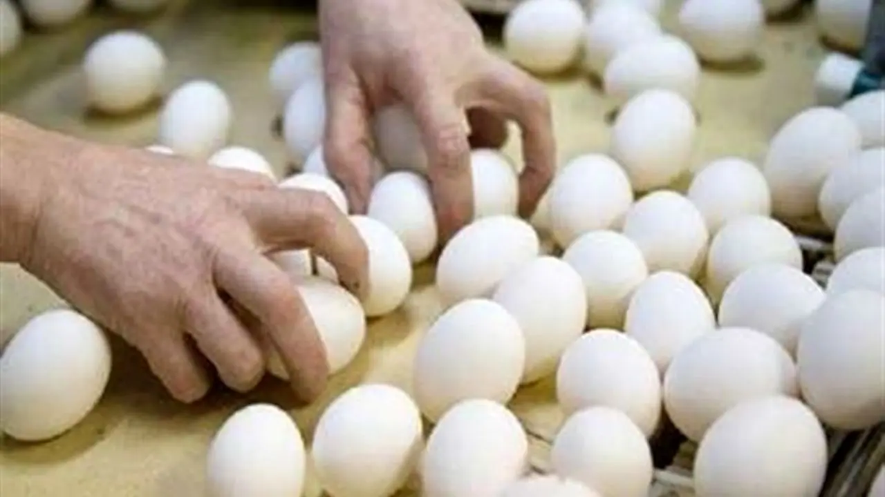 تخم‌مرغ امسال هم گران‌تر از قیمت منطقی است