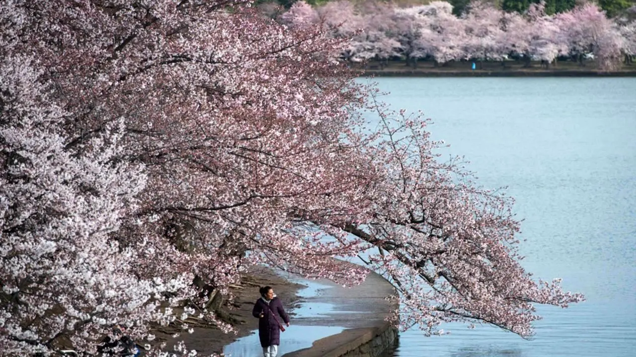 شکوفه‌های گیلاس در واشنگتن‎