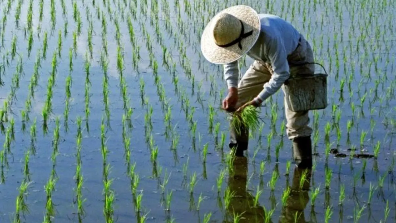 تلاش چین برای کشت برنج در زمین های شور