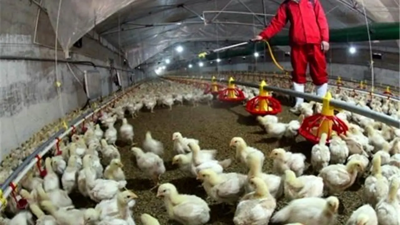 آنفلوآنزا بیش از 4 میلیون مرغ را در البرز از بین برد