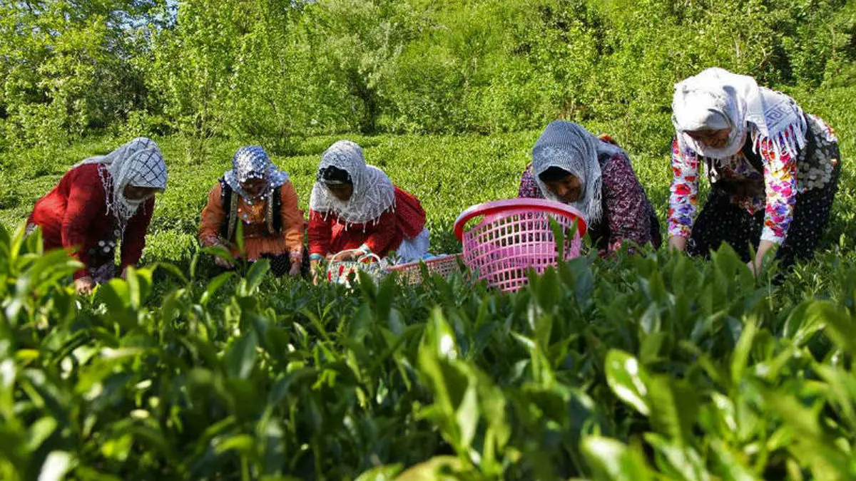 آغاز برداشت چای/ کاهش 30 درصدی محصول بهاره