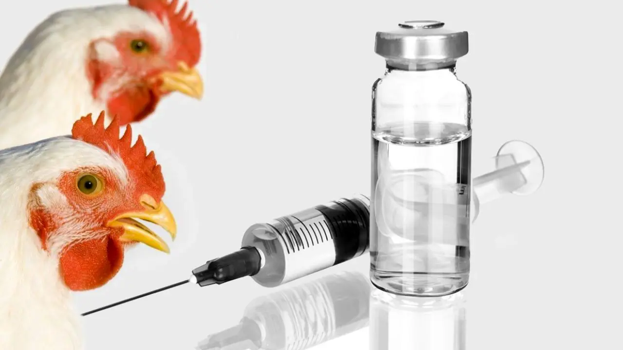 آماده تولید انبوه واکسن آنفلوانزای پرندگان در کشور هستیم
