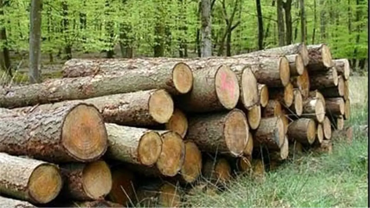 کشف بیش از 15 تن چوب قاچاق در «املش»