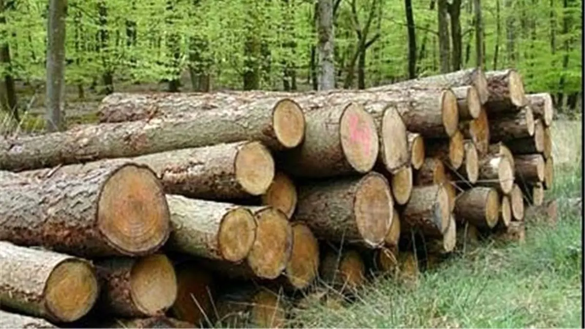 کشف بیش از 15 تن چوب قاچاق در «املش»