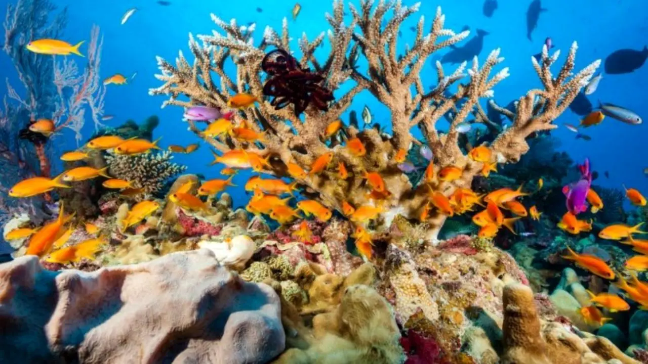 خلیج چابهار دارای گونه‌های منحصربه‌فردی از آبسنگ‌های مرجانی است 