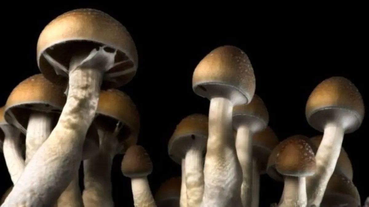 9 فوتی بر اثر مصرف قارچ/ مردم قارچ فله‌ای مصرف نکنند