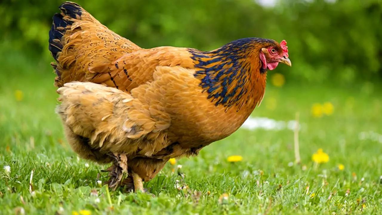 تولید مرغ صرفه اقتصادی ندارد/ تشریح آخرین تحولات بازار مرغ
