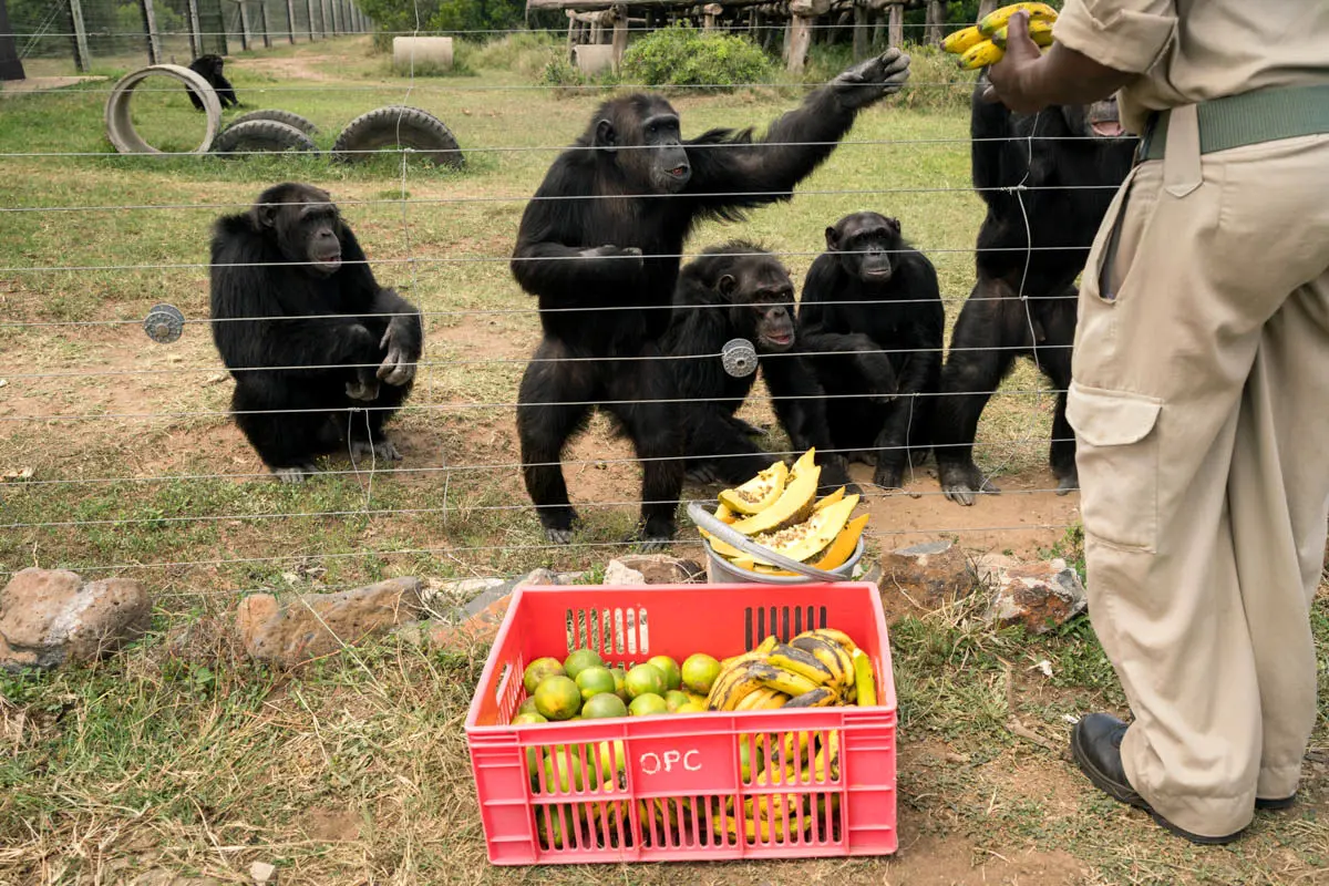 شامپانزه‌های بدون مرز