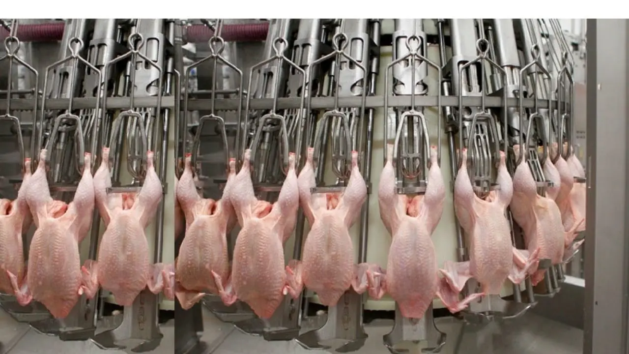 روزانه بیش از هزار تن مرغ گوشتی ذخیره‌سازی می‌شود