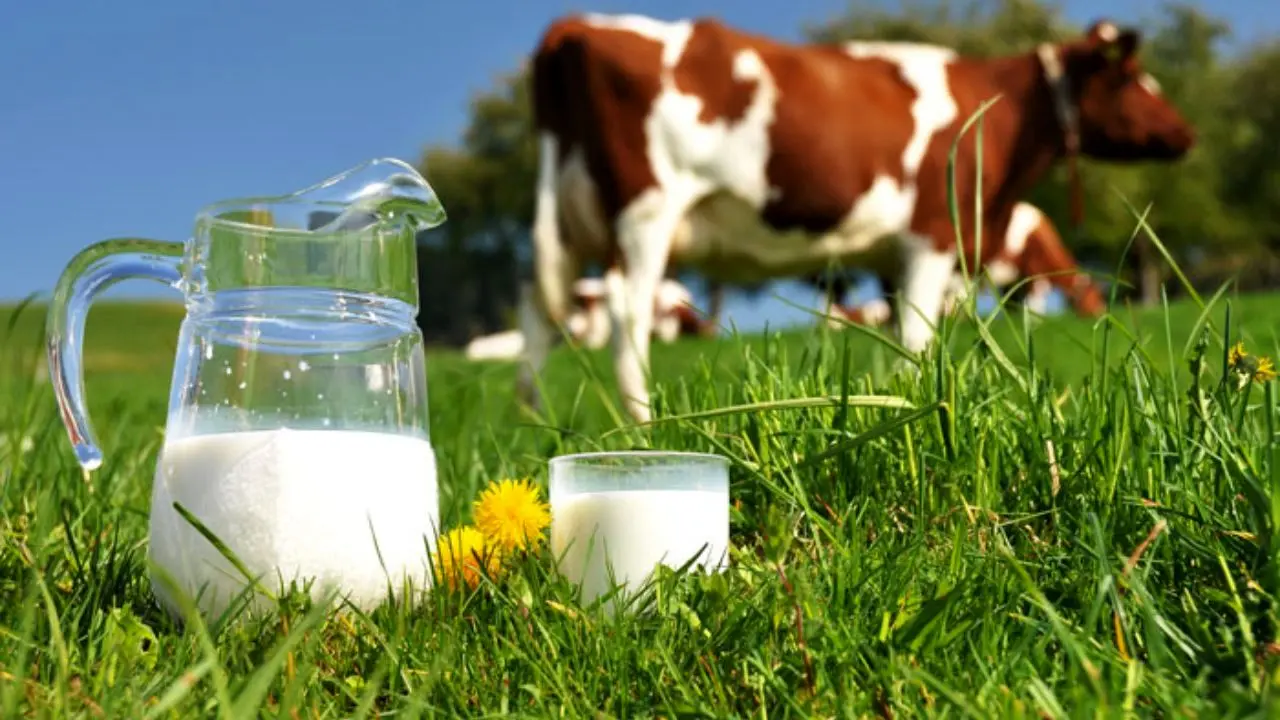 خرید حمایتی شیرخام از دامداران امسال در 17 استان کشور انجام می‌شود