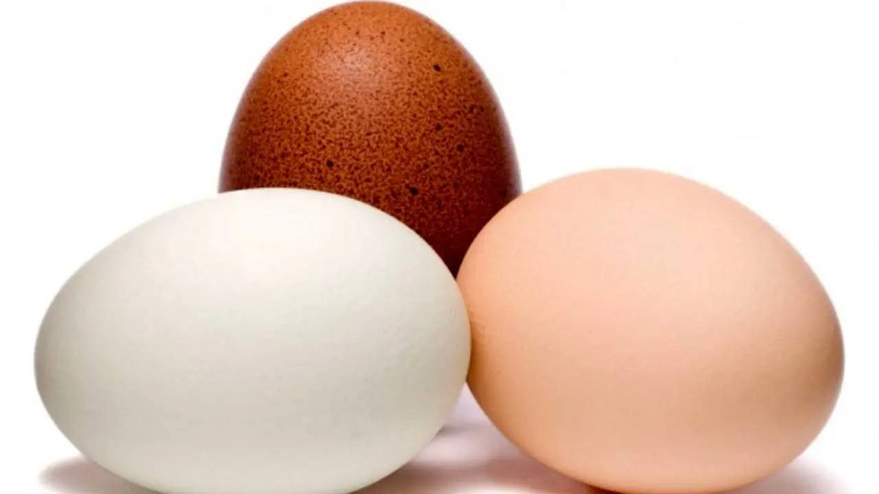 نرخ کنونی تخم مرغ در بازار واقعی است/ واردات تخم مرغ ضرورتی ندارد